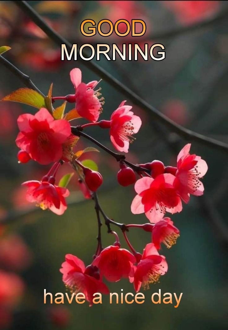 good morning flowers images