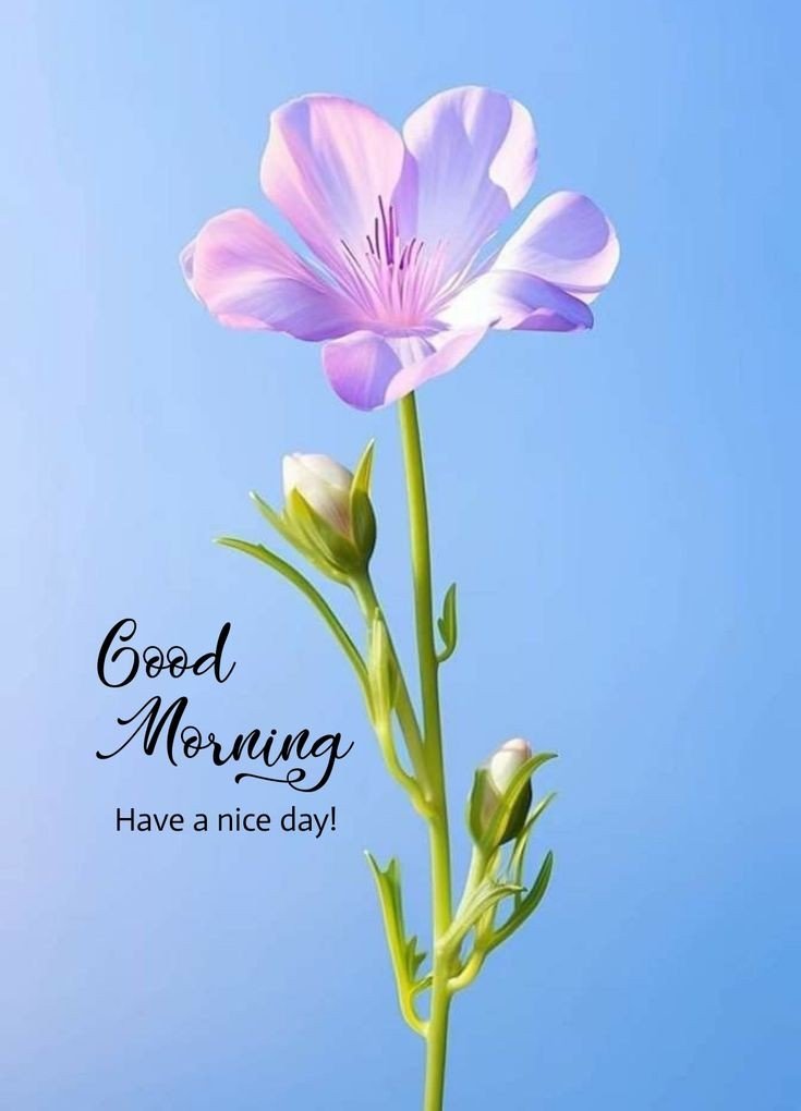 good morning greetings